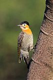 Campo Flicker